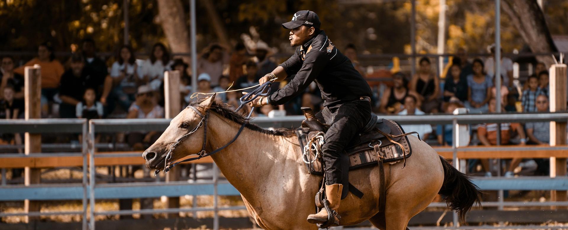 Western Cowboy Equipment Store -Western Cowboy Equipment Store american quarter horse 8221846 1920